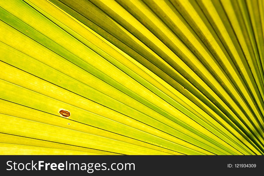 Yellow, Leaf, Close Up, Line