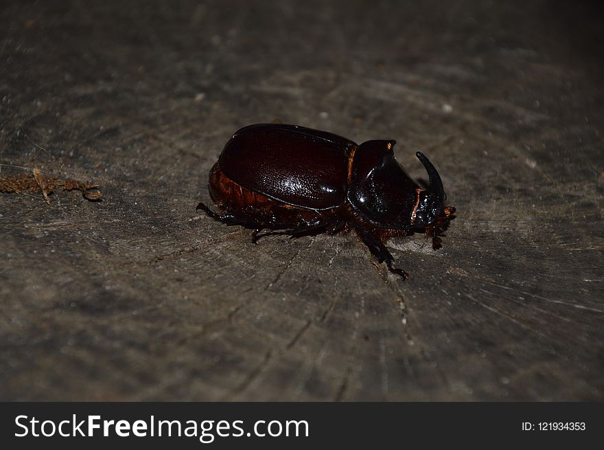 Insect, Beetle, Fauna, Dung Beetle