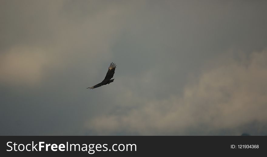 Sky, Flight, Bird, Eagle