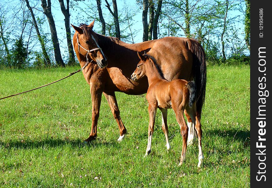 Horse, Pasture, Mare, Foal