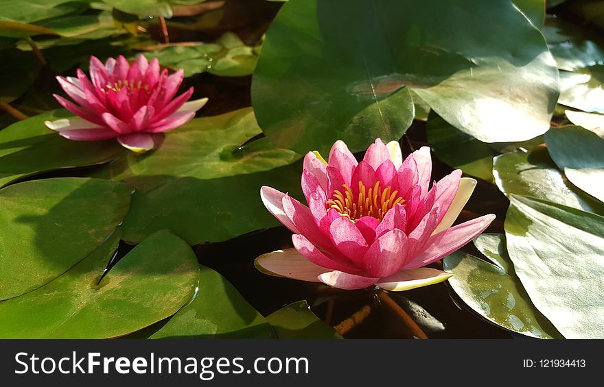 Flower, Plant, Flora, Aquatic Plant