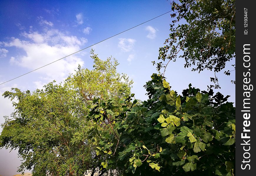 Sky, Leaf, Tree, Vegetation