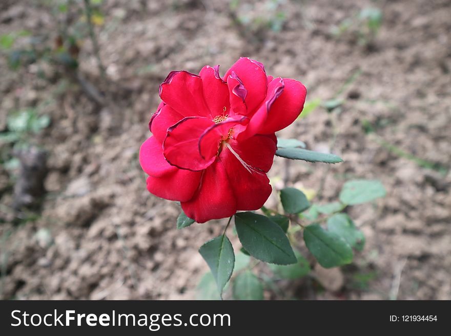 Flower, Red, Rose Family, Plant