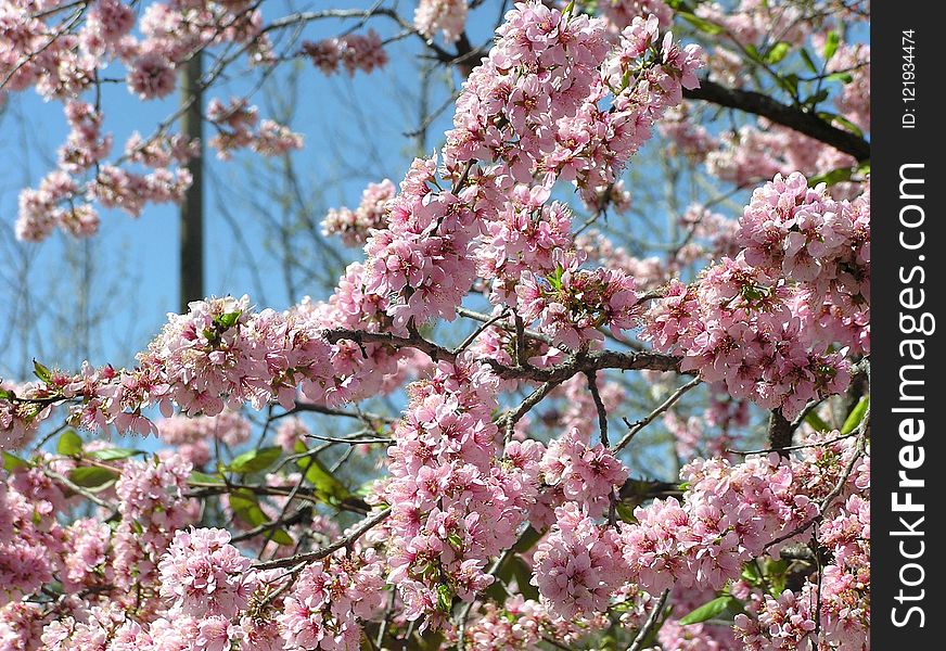 Blossom, Pink, Plant, Spring