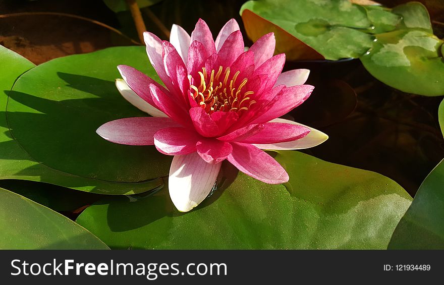 Flower, Plant, Aquatic Plant, Sacred Lotus