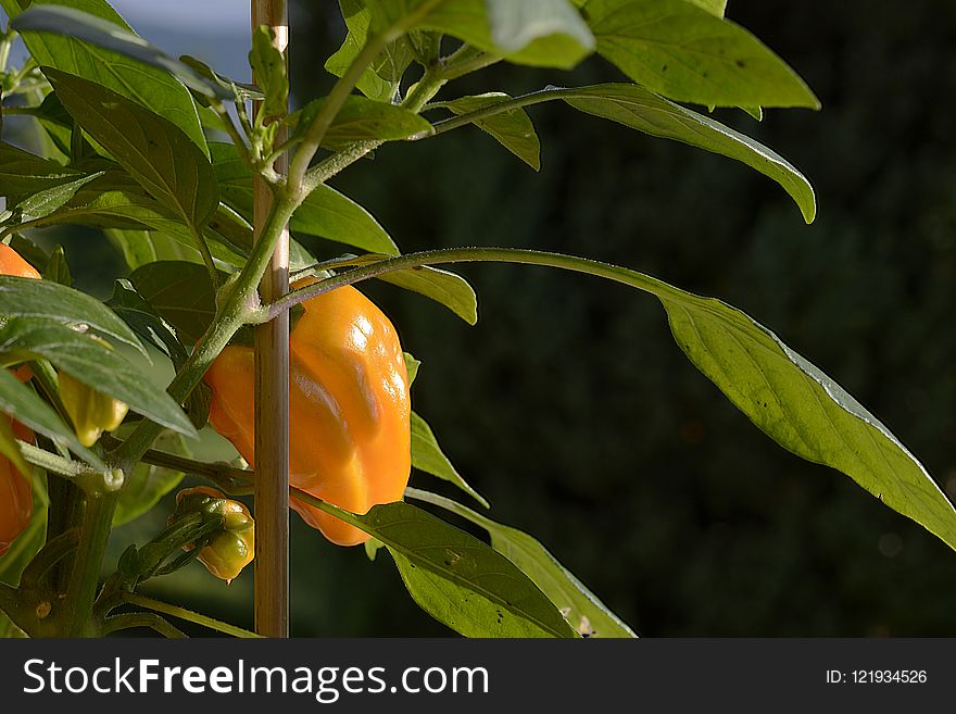 Plant, Leaf, Flora, Peppers