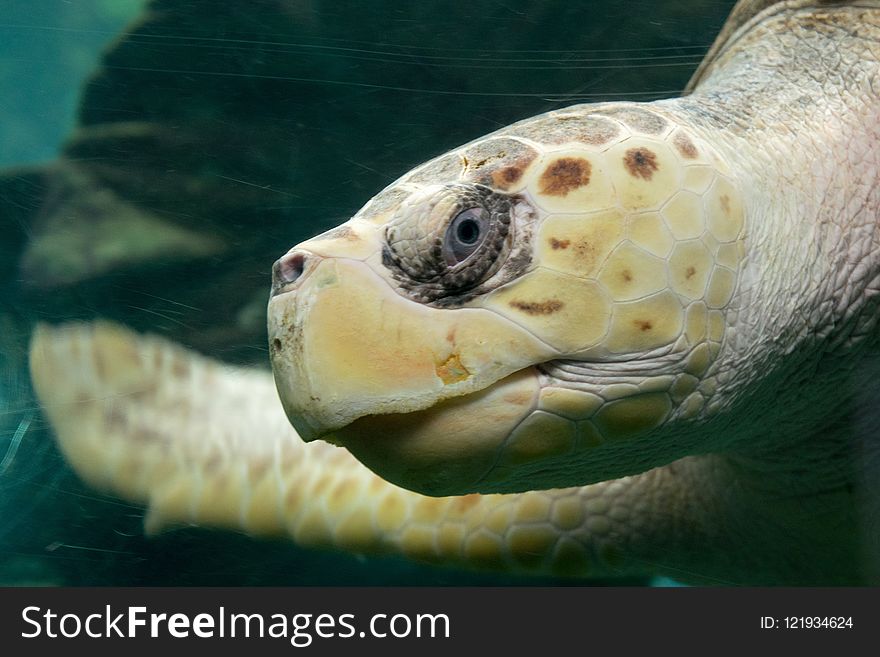 Turtle, Sea Turtle, Loggerhead, Terrestrial Animal