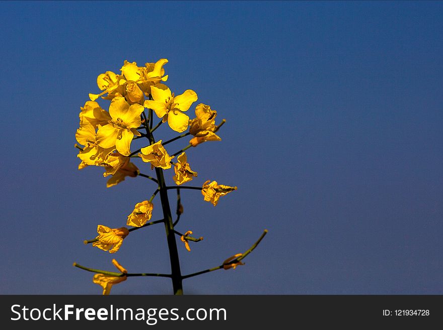 Yellow, Sky, Mustard Plant, Flower