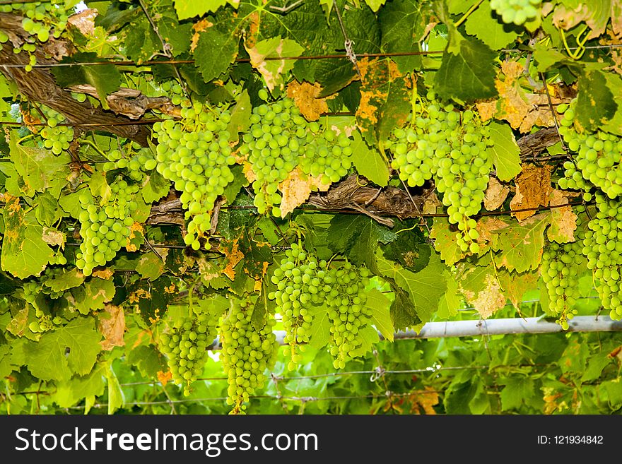 Grapevine Family, Vegetation, Grape, Plant