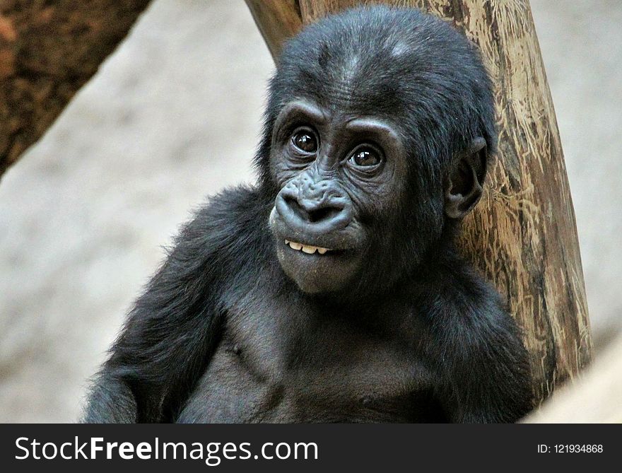 Great Ape, Mammal, Western Gorilla, Primate