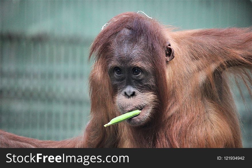 Orangutan, Great Ape, Fauna, Mammal