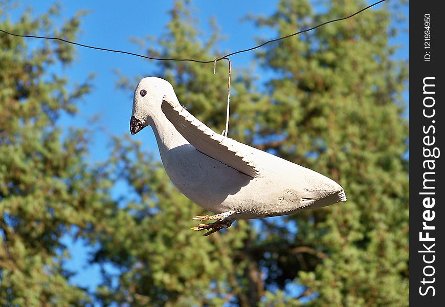 Bird, Fauna, Beak, Sky