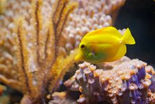 Free Zebrasoma Flavenscens, Yellow Tang Reef Fish, From Pacific And Indian Ocean. Nature Water Habitat. Water With Beautiful Yellow Ani Royalty Free Stock Image - 121943626