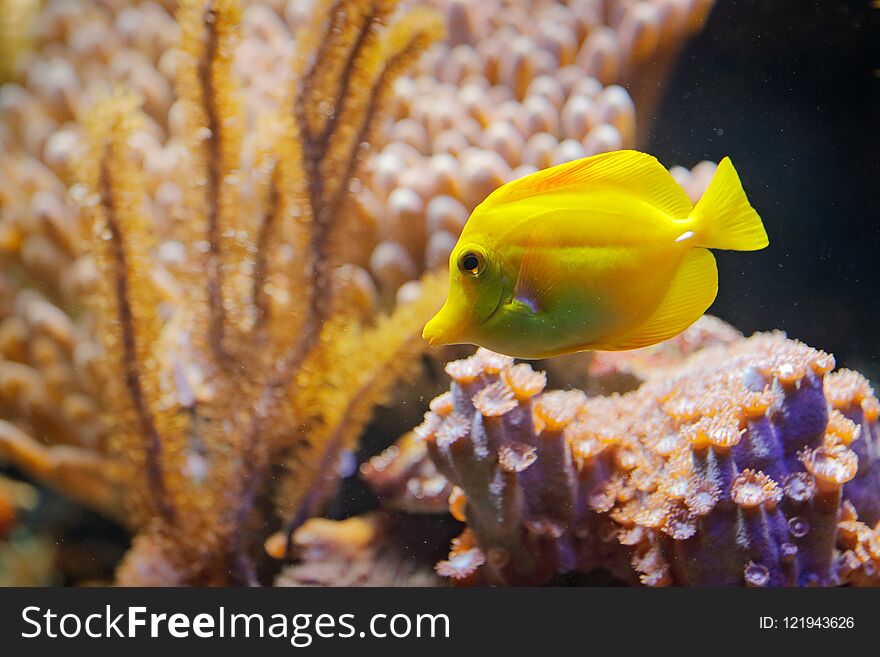 Zebrasoma flavenscens, Yellow tang reef fish, from Pacific and Indian Ocean. Nature water habitat. water with beautiful yellow animal in sea water.