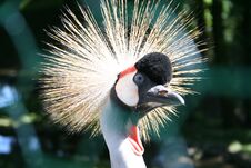 Head Of Crowned Crane Stock Images