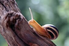 Free Snail On The Trunk Of The Tree Stock Photos - 121978873