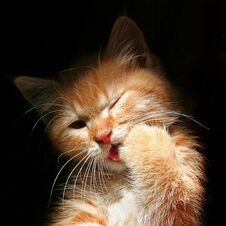 Ginger Kitten Is Licking Its Paw Royalty Free Stock Images