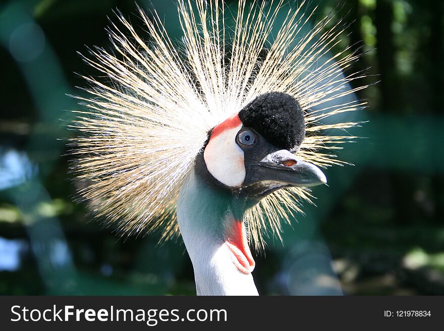 Head of crowned crane