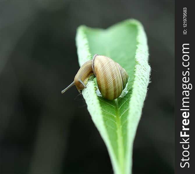 Garden snail is on the leaf, Helix aspersa, close-up