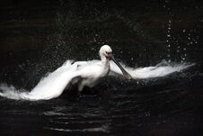 Pelican Is Waving By Wings Over The Water Royalty Free Stock Photography