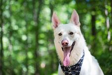 Closeup Happy White Shepherd Dog In Woods Stock Images