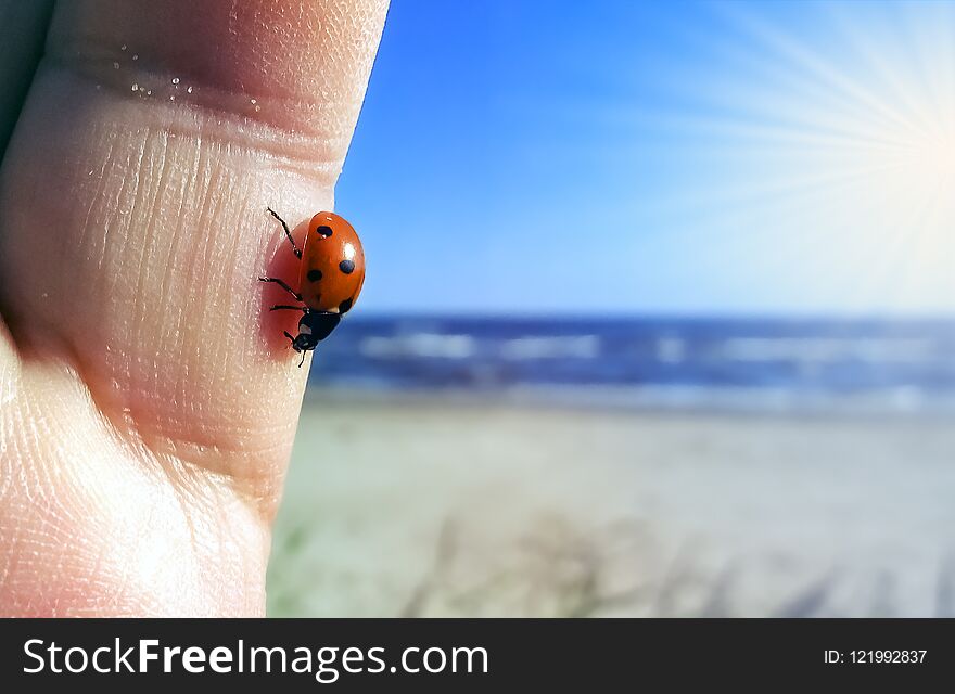 Red seven-spotted ladybug