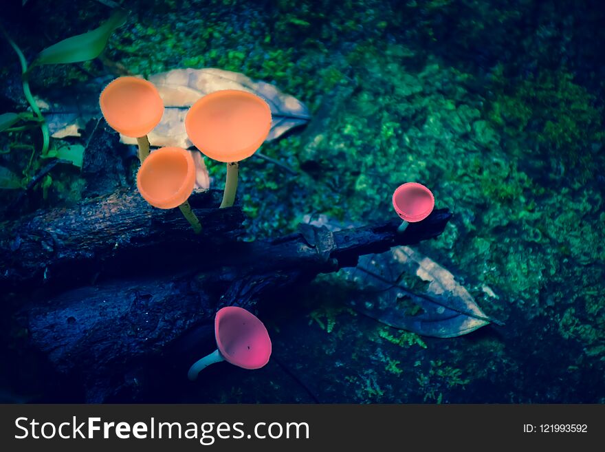 Muti-color Of Mushroom In Rainforest Blooming On Old Wood.