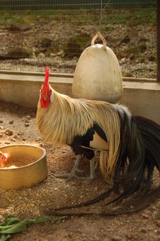Rooster Royalty Free Stock Photos Rooster Royalty Free Stock Photos