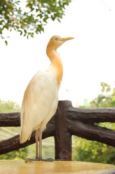 Heron Stock Images