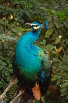 Peacock Stock Photo