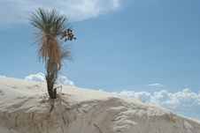 Yucca Tree In White Sand Dunes Stock Images Yucca Tree In White Sand Dunes Stock Images