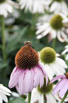 Mating On Cone Flower Royalty Free Stock Photography