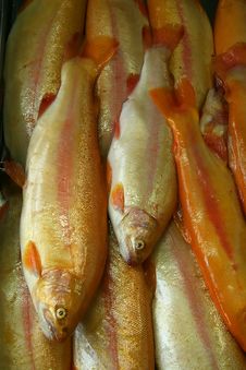 Fish Stock Images Fish Stock Images