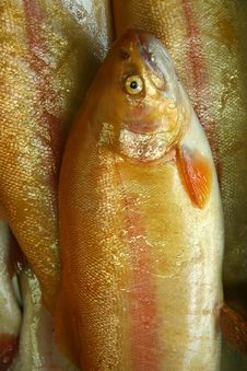 Fish Royalty Free Stock Photos Fish Royalty Free Stock Photos