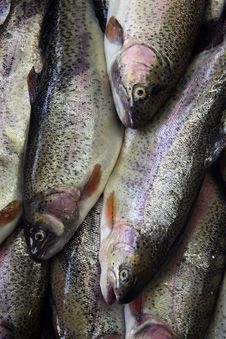 Fish Royalty Free Stock Images Fish Royalty Free Stock Images