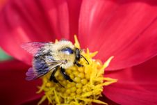 A Bee Sucks Nectar From A Flower Stock Images