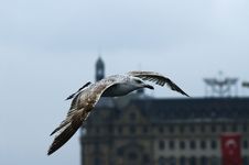 Bird Royalty Free Stock Photos Bird Royalty Free Stock Photos