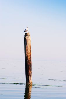 Seagull On Post Royalty Free Stock Photography