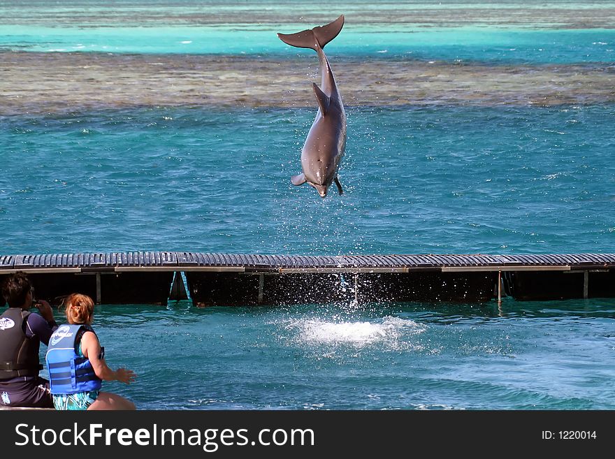 Dolphin in the air, jumping out of the water