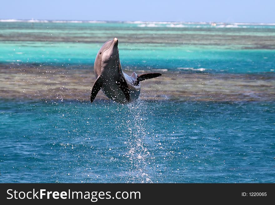 Dolphin jumping over a turquoise lagoon