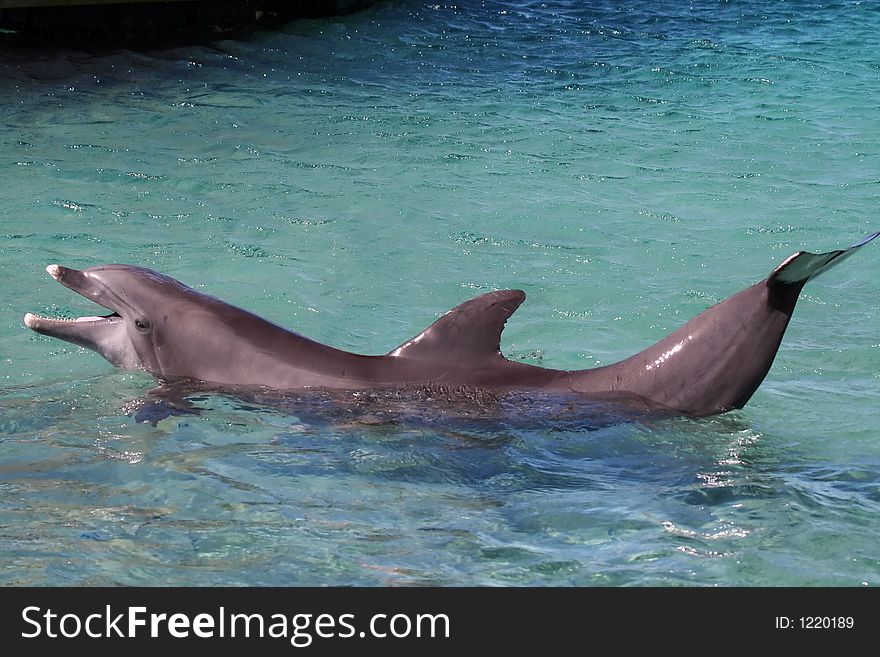 Dolphin showing off on the water. Dolphin showing off on the water