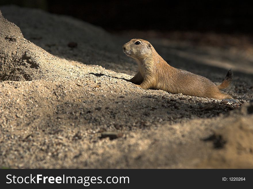 Sneaky Prarie Dog