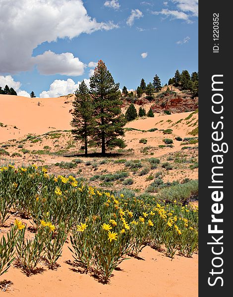 Summer Flowers On Pink Sand Dunes