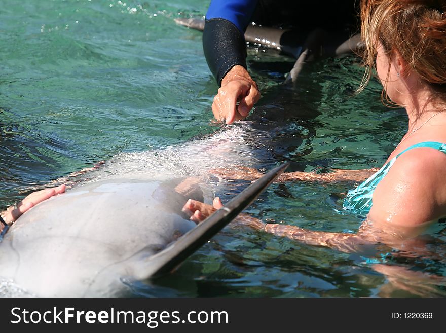 Man taking care of a dolphin. Man taking care of a dolphin