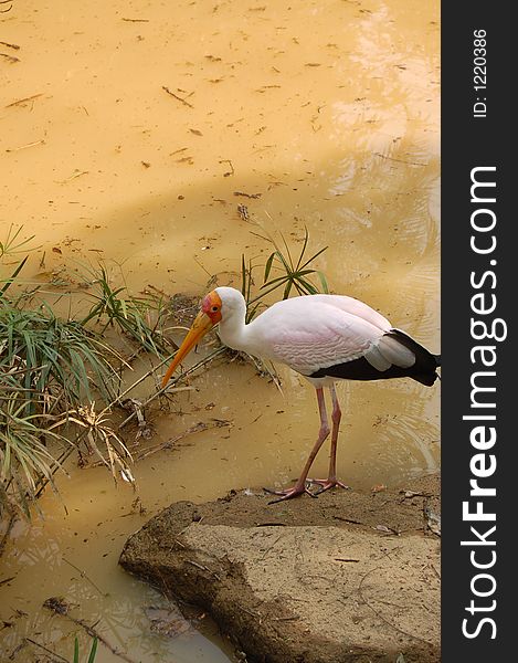 A bird standing beside a lake