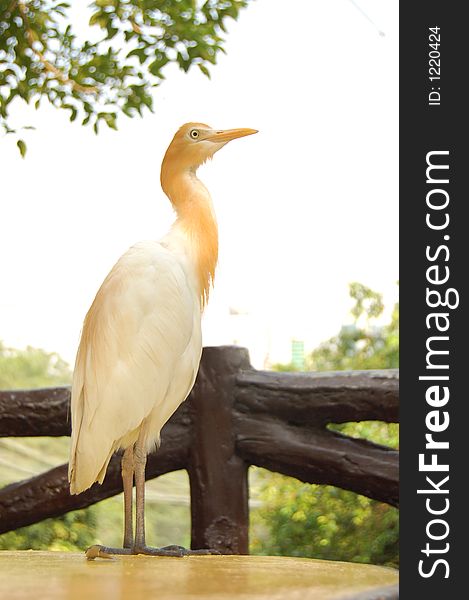 A yellow heron at park