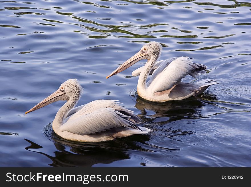 A pair of Pelicans on the lake in Yangon. A pair of Pelicans on the lake in Yangon