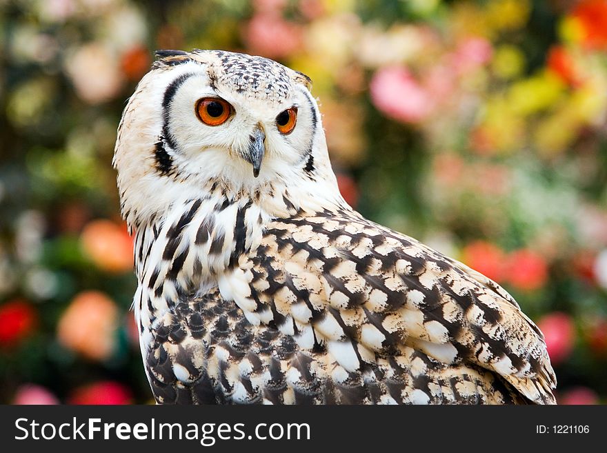 Portrait of a Rock Eagle owl (Bubo bengalensis). Portrait of a Rock Eagle owl (Bubo bengalensis)