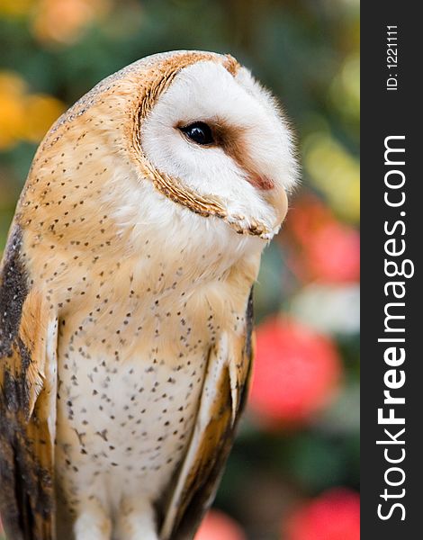 Profile of a barn owl (Tyto alba). Profile of a barn owl (Tyto alba)