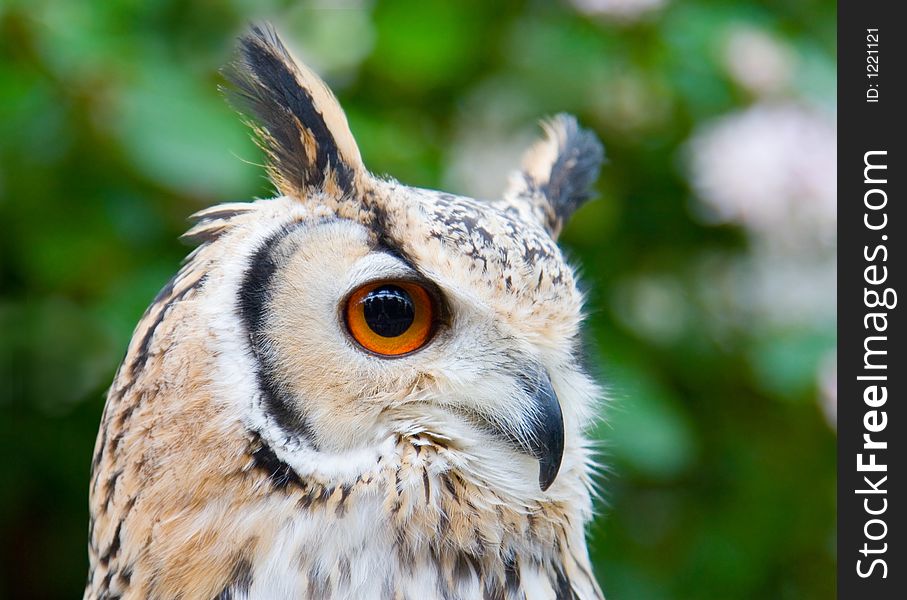 Portrait of a Rock Eagle owl (Bubo bengalensis). Portrait of a Rock Eagle owl (Bubo bengalensis)